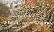蟠桃供货商爆料视频,揭秘蟠桃市场背后的秘密