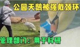 美国鹅鹅爆料视频,揭秘幕后真相