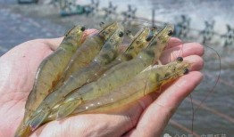 大虾养殖爆料图片大全视频,揭秘养殖爆料的图片与视频