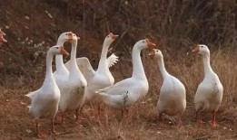 美国鹅鹅爆料视频,揭秘幕后真相