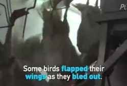 美国鹅鹅爆料视频,揭秘幕后真相