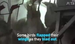 美国鹅鹅爆料视频,揭秘幕后真相