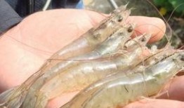 大虾养殖爆料图片大全视频,揭秘养殖爆料的图片与视频