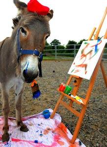 喂驴打一嘴巴子吃瓜娱乐,一场意外的网络狂欢